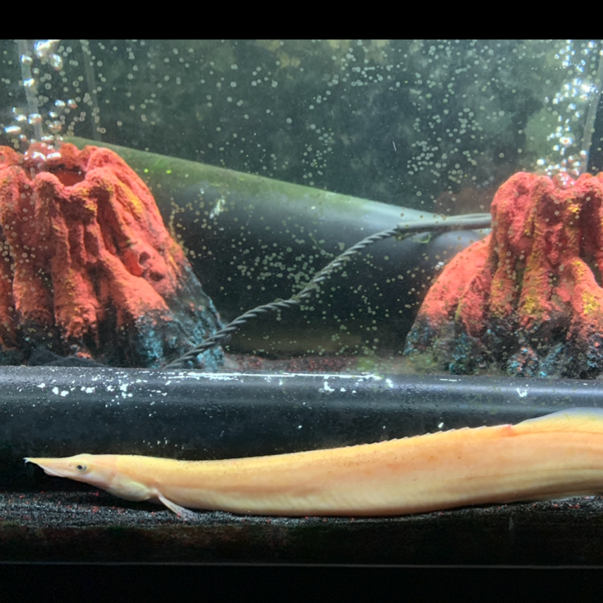 XL 12-14"+ Xanthic Yellow Fire Eels