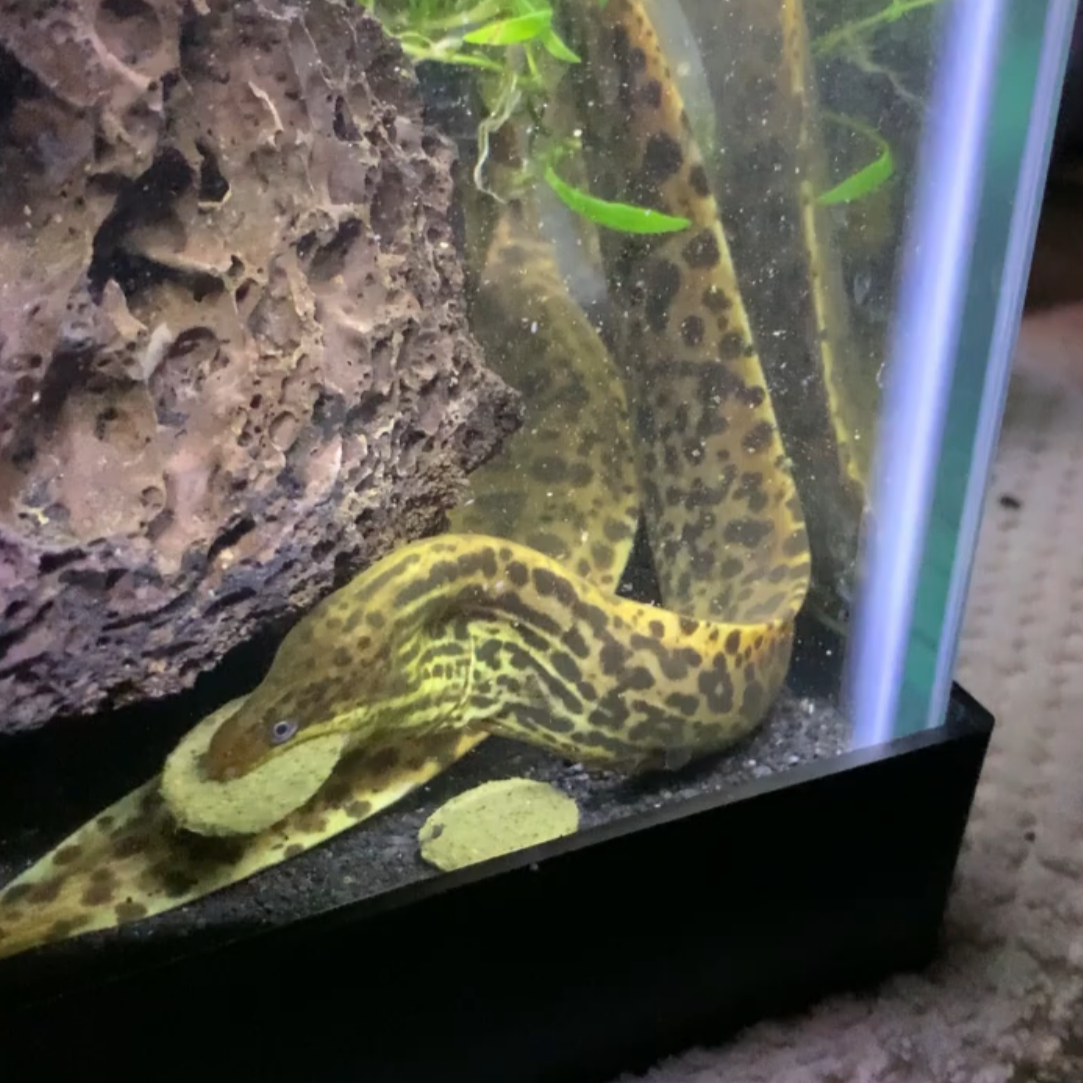 Medium Freshwater Tiger Moray Eel 16" (Gymnothorax Polyuranodon